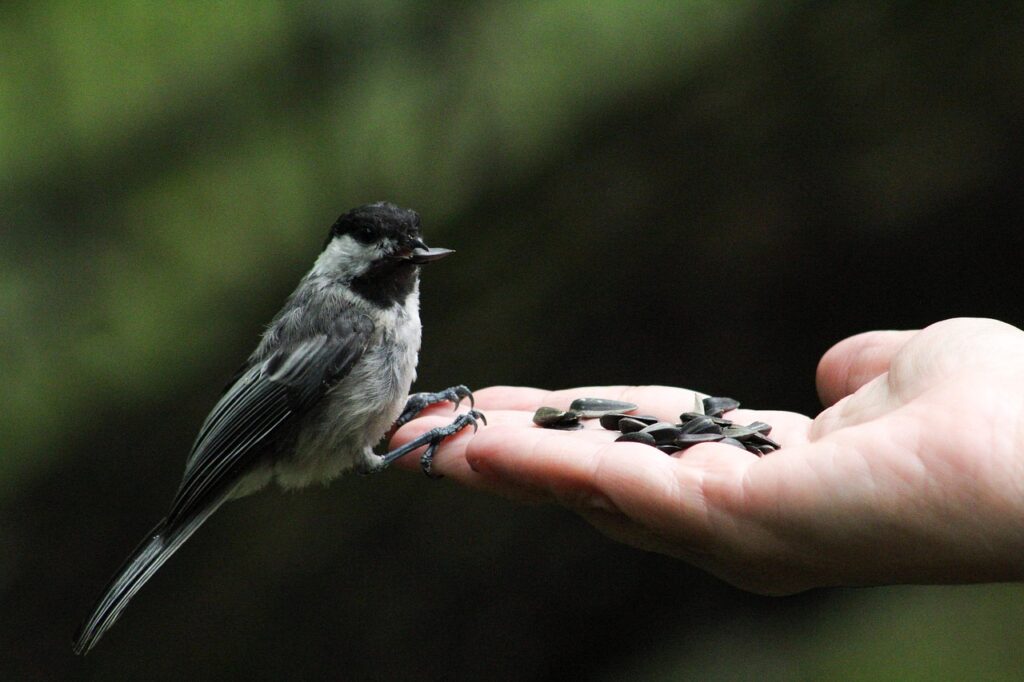 Beware of the hand that feeds you