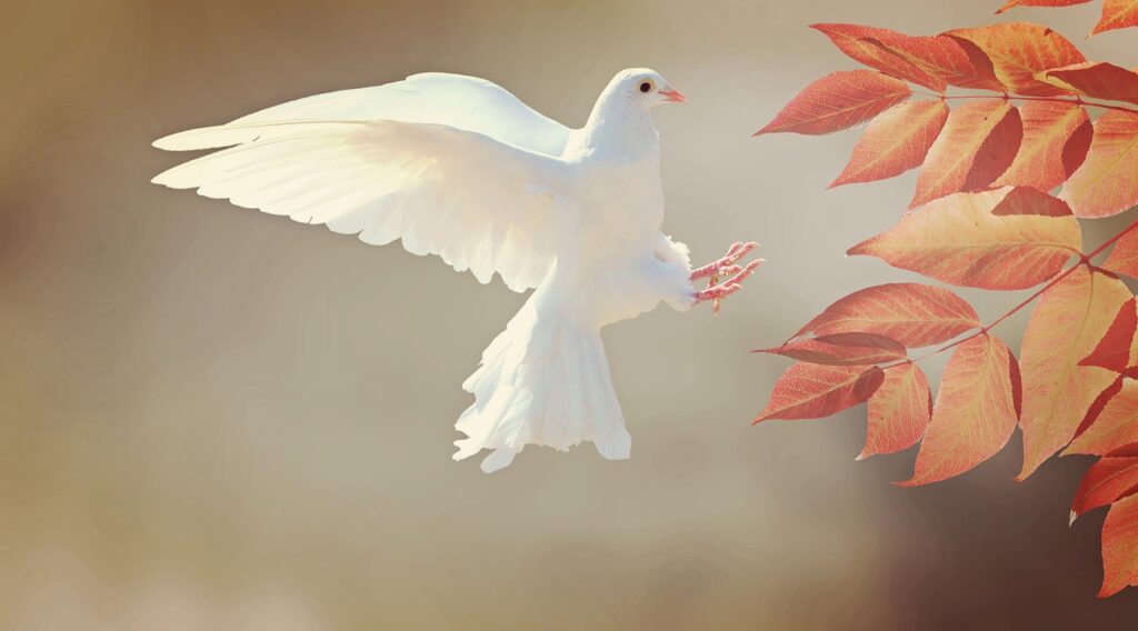 Dove as a symbol of purity